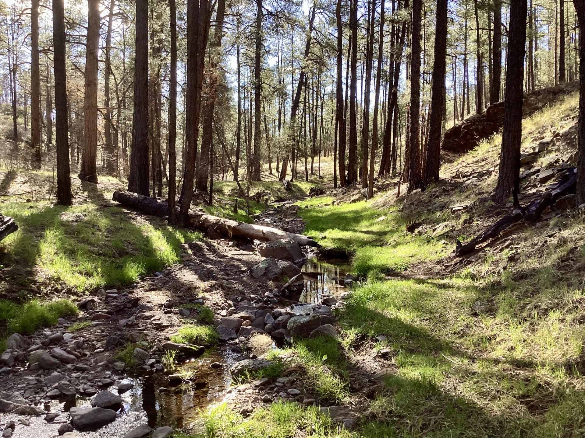 Dappled light at Meadow Creek