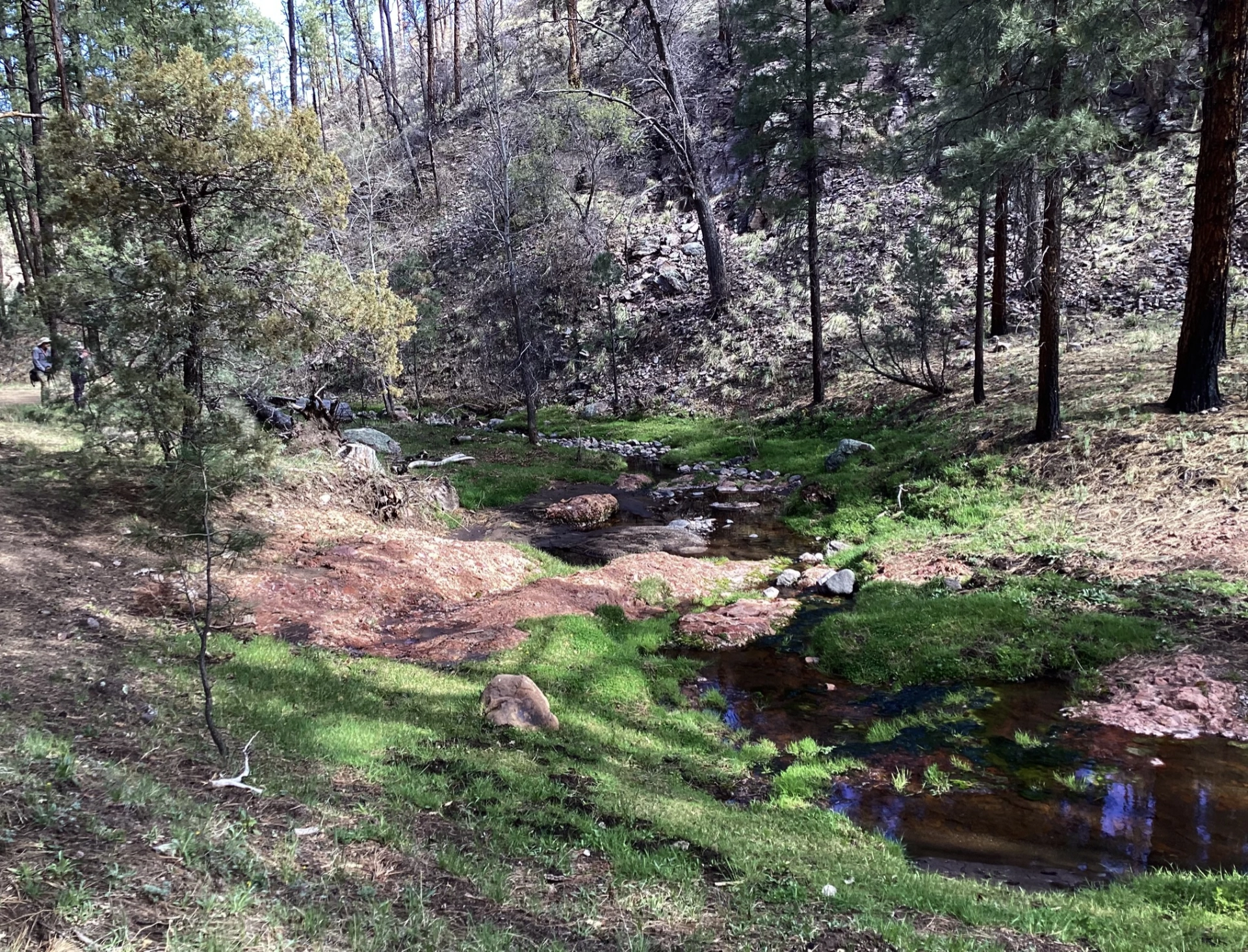 Lush environment along Meadow Creek
