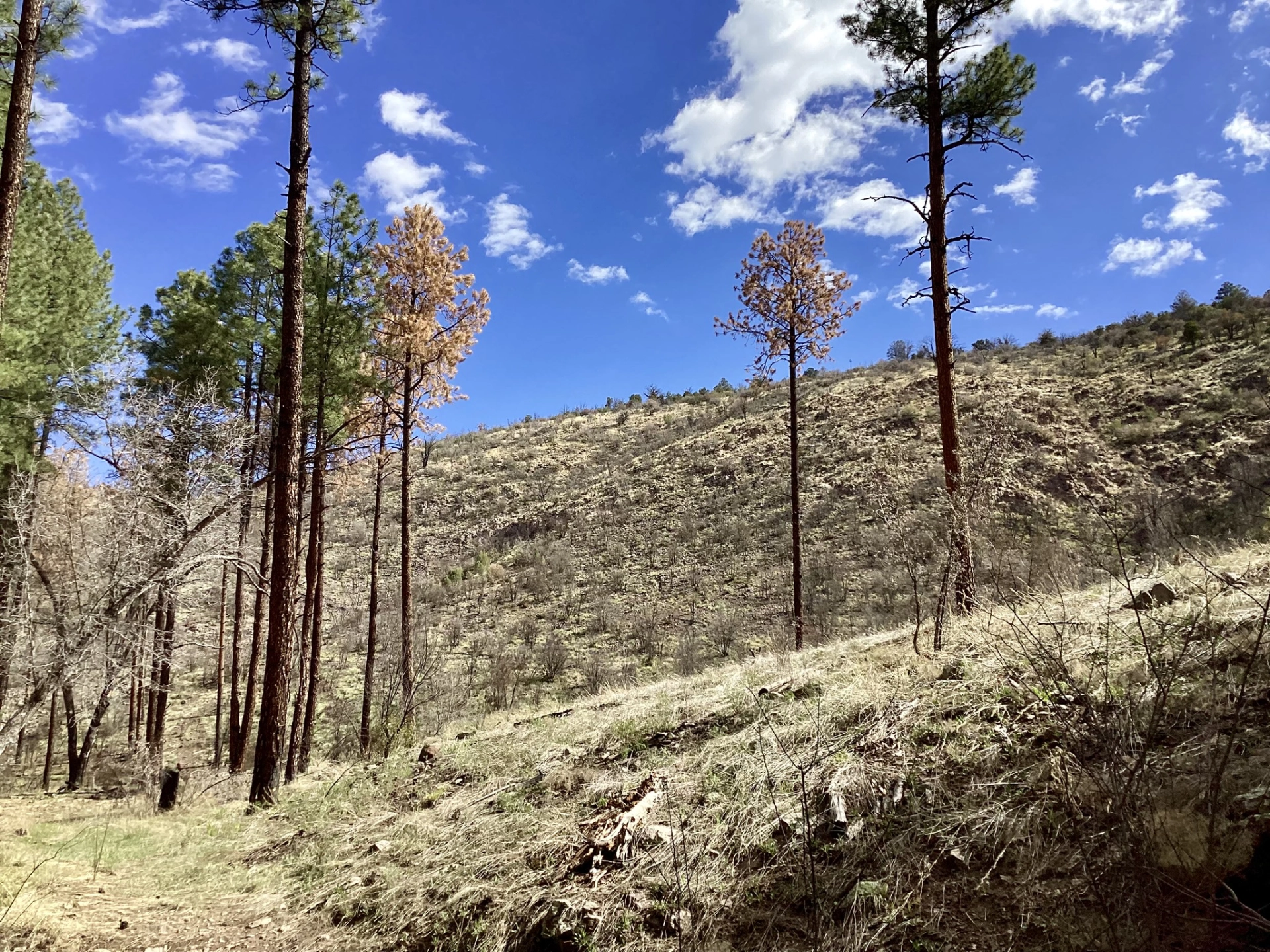 charred hillside near the creek