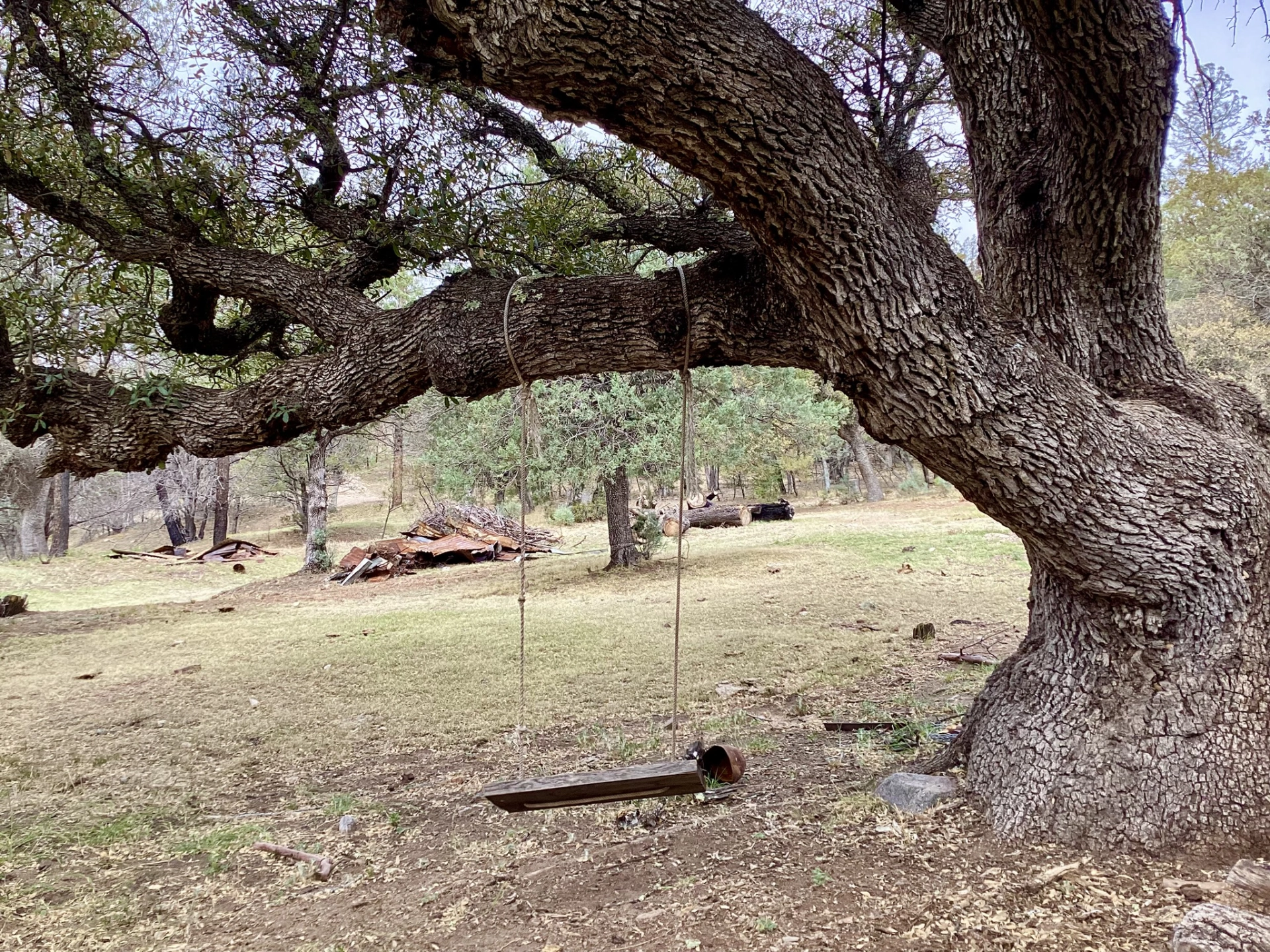 tree swing near the cabin