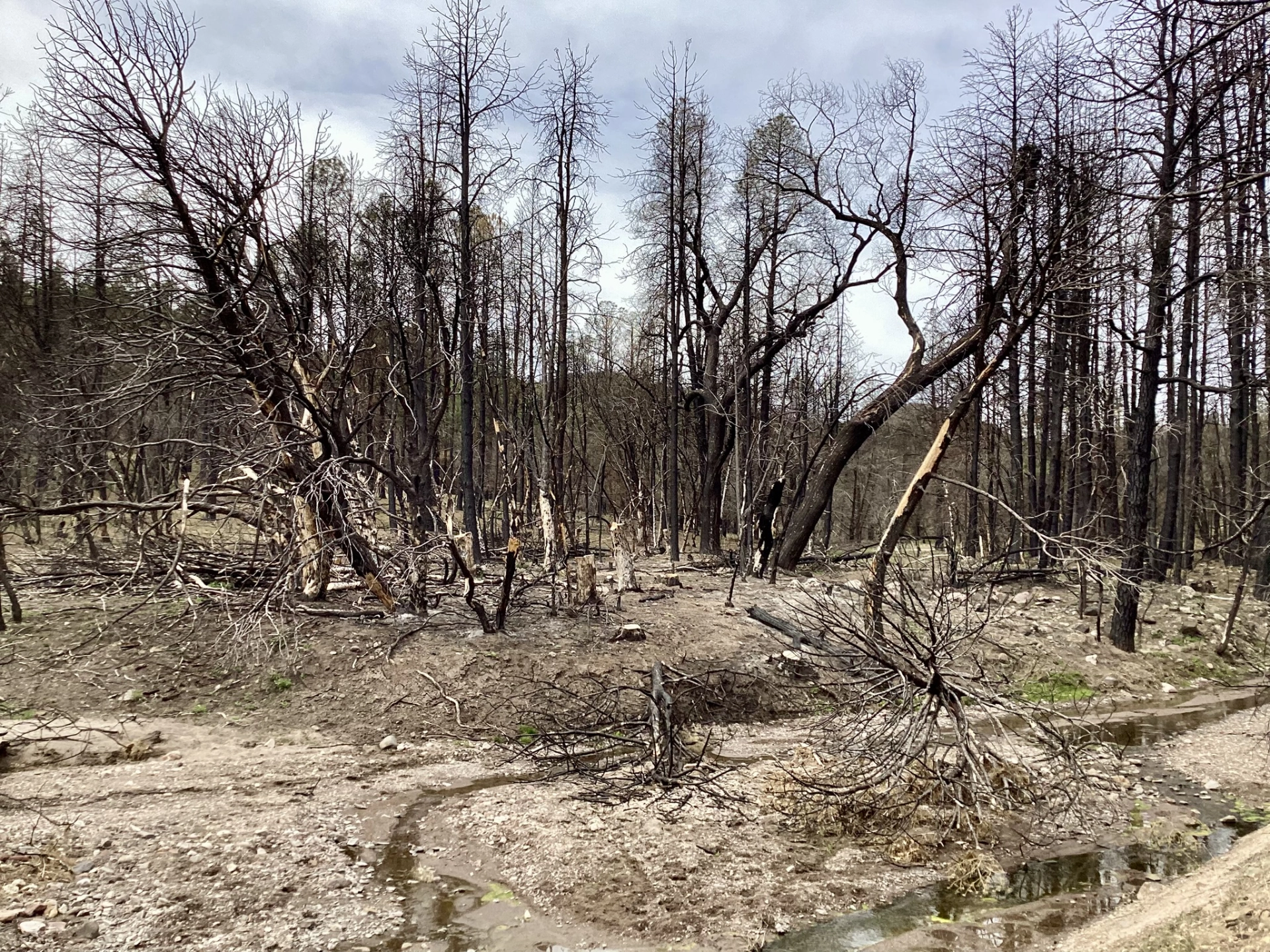 devastated forest above the canyon