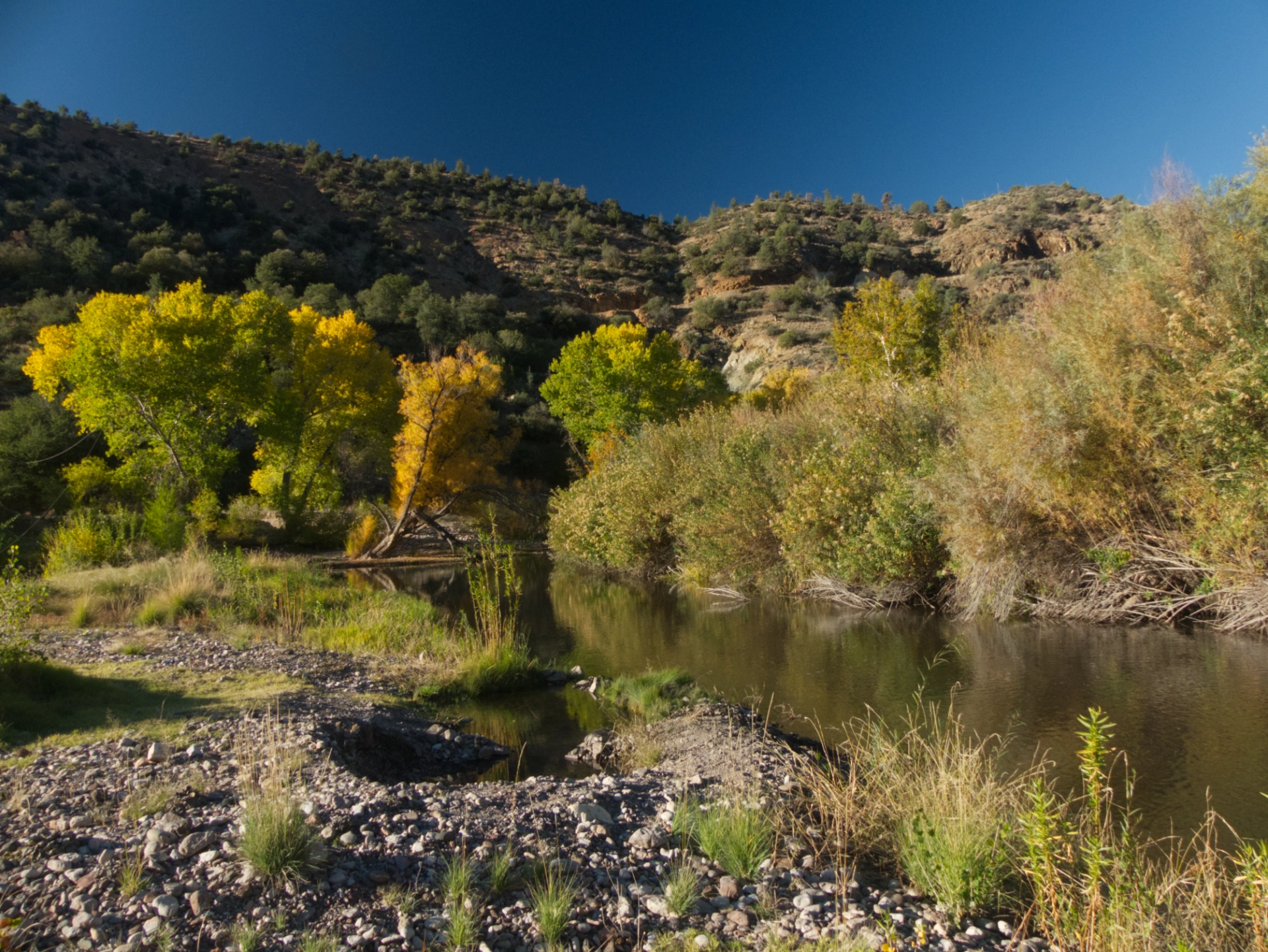 late afternoon trees glowing gold and green