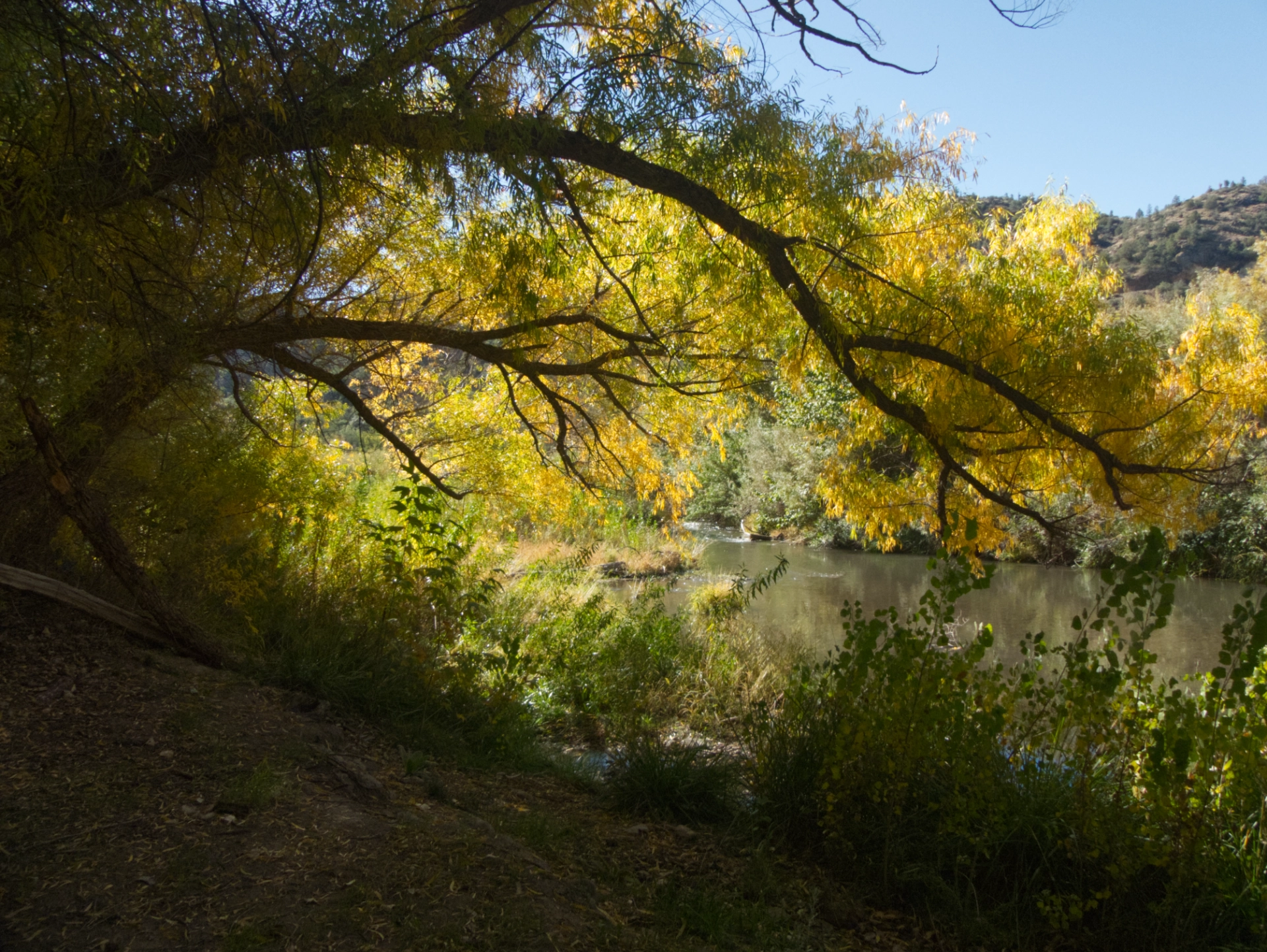 golden willows bending over the Gila River