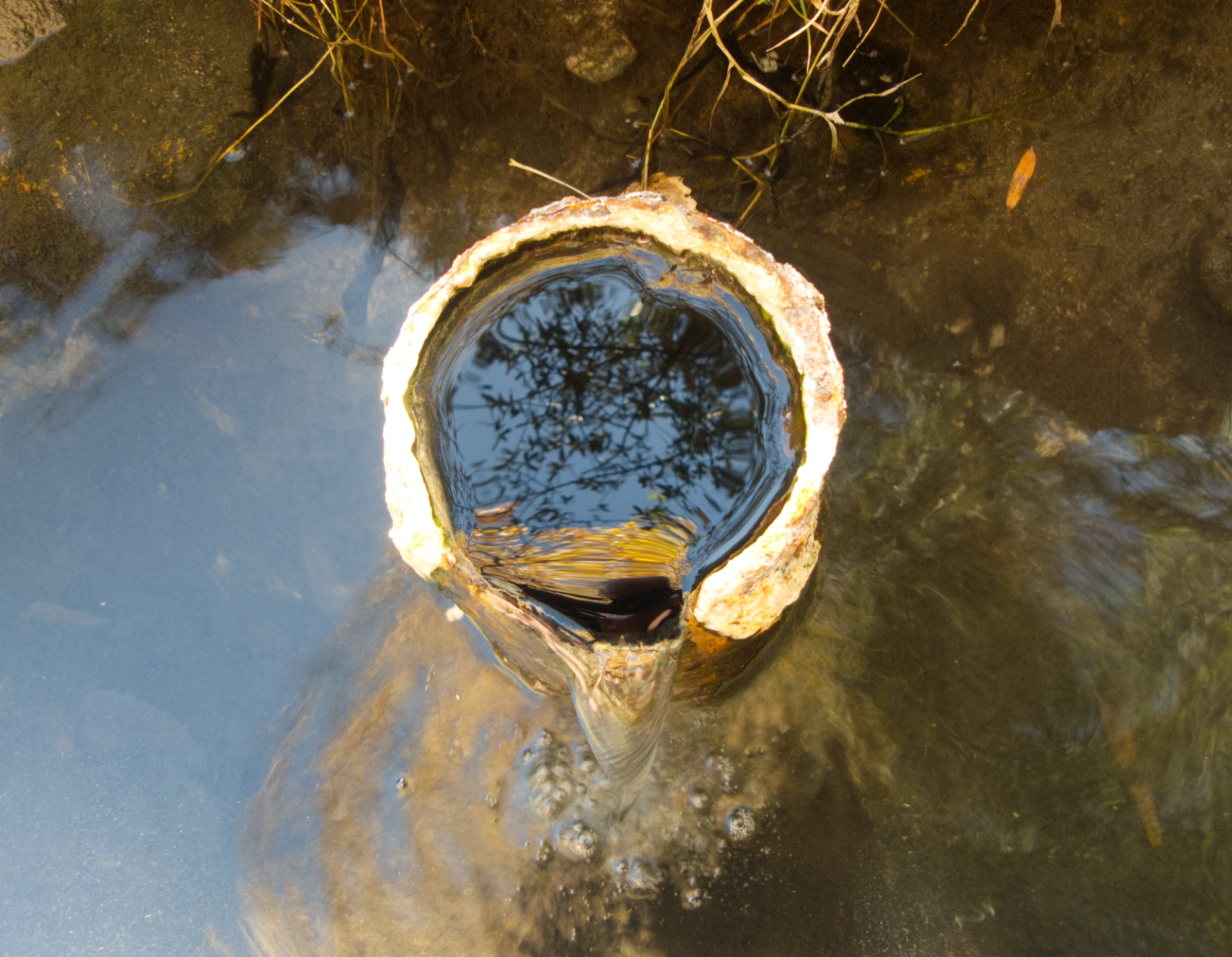 trees reflected in the hot spring inlet