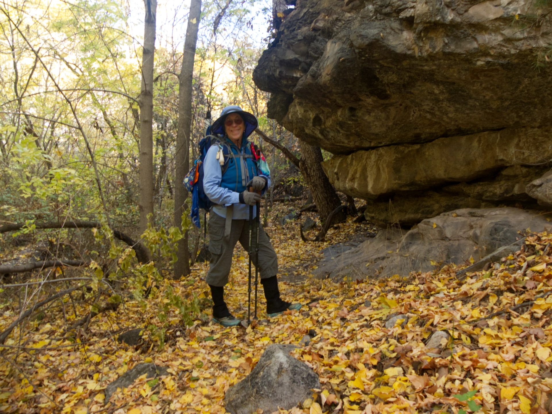 Robin in colorful foliage
