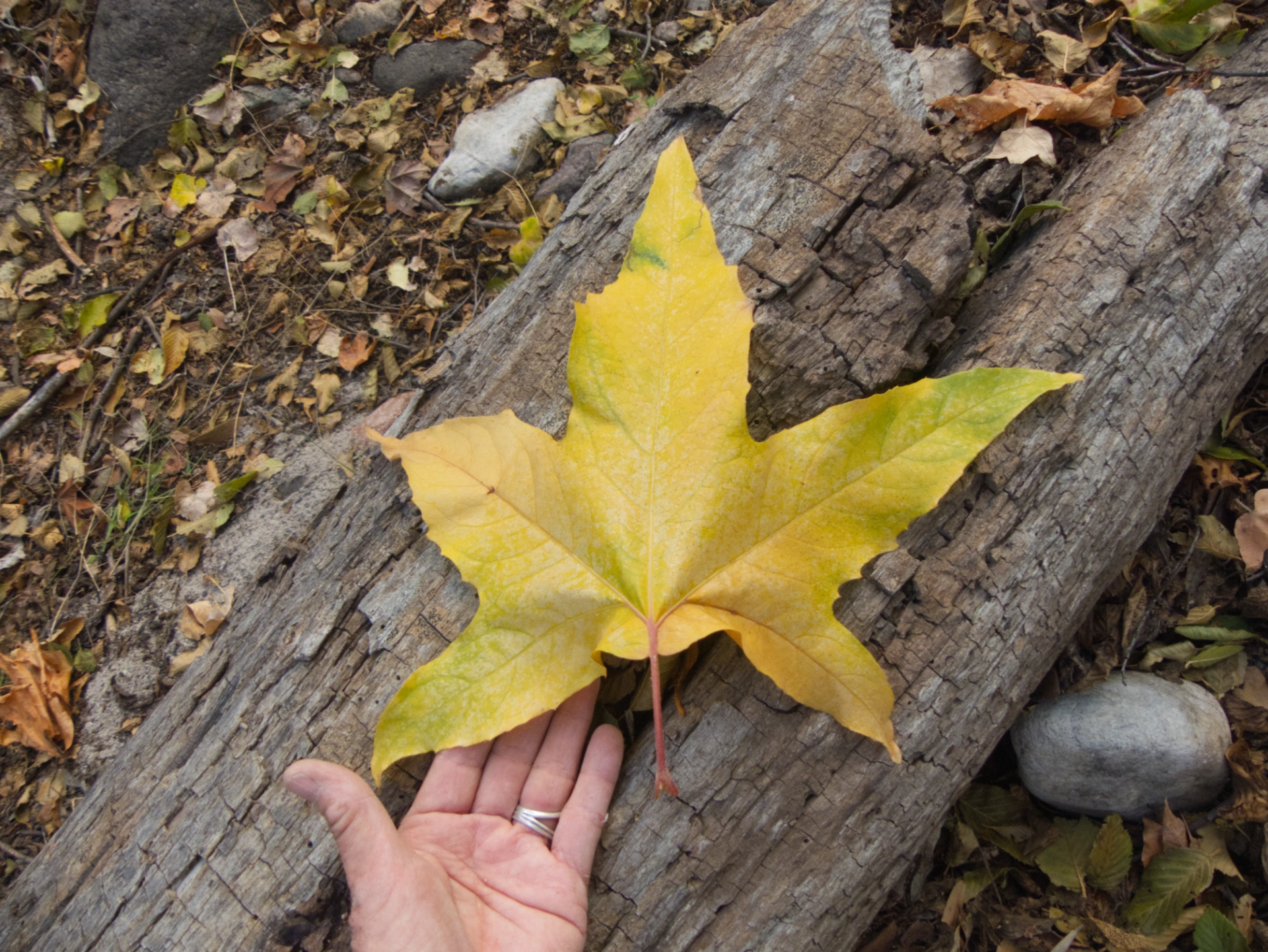 huge yellow Arizona sycamore leaf