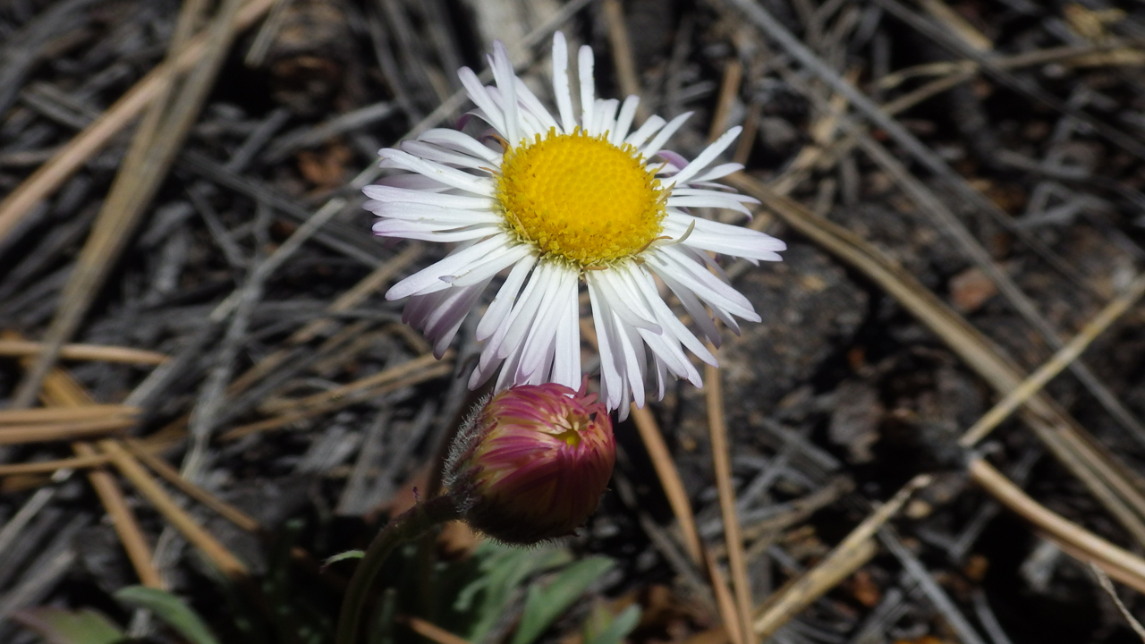 fleabane