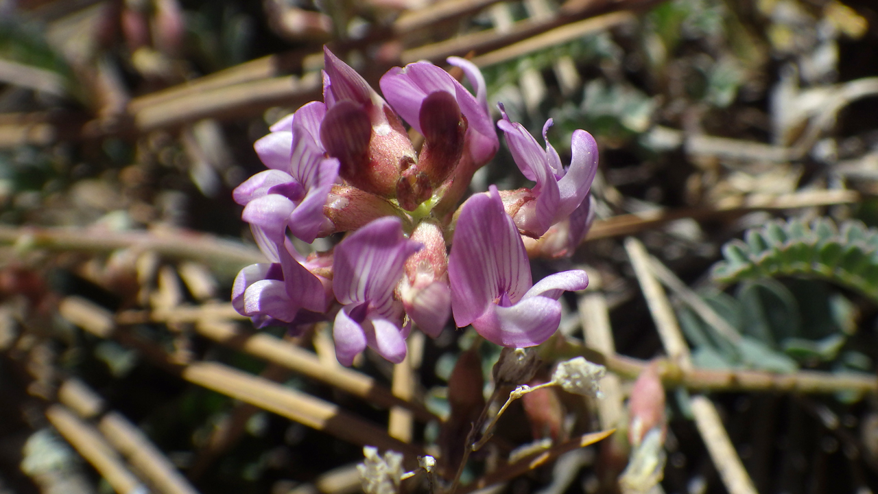 milkvetch