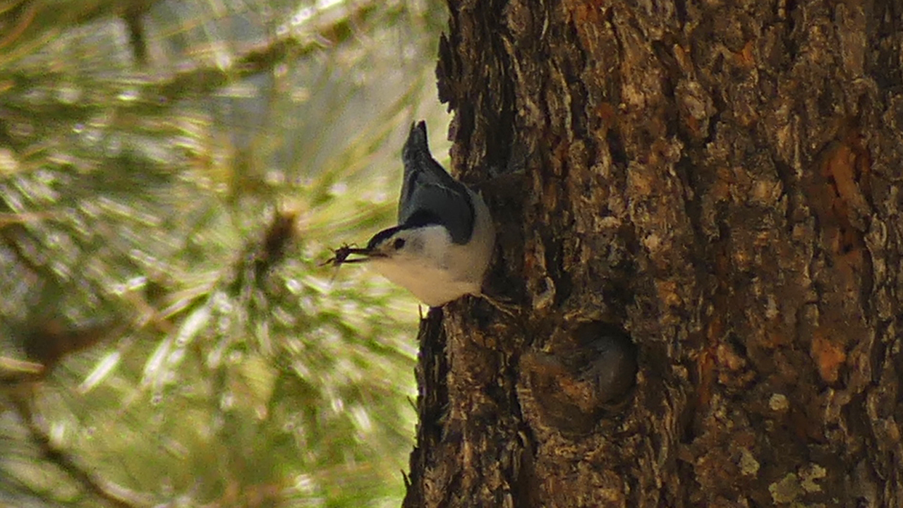 white-breasted nuthatch