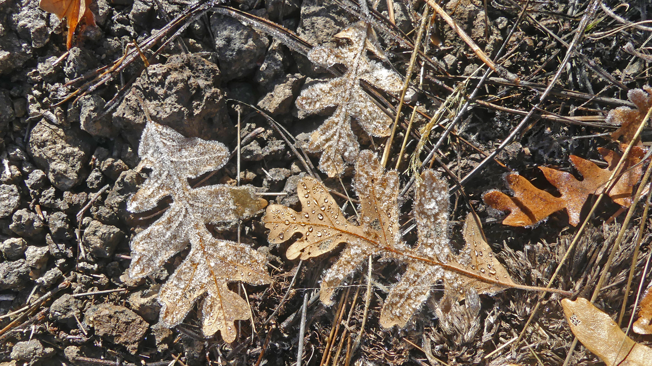 frost on oak leaves