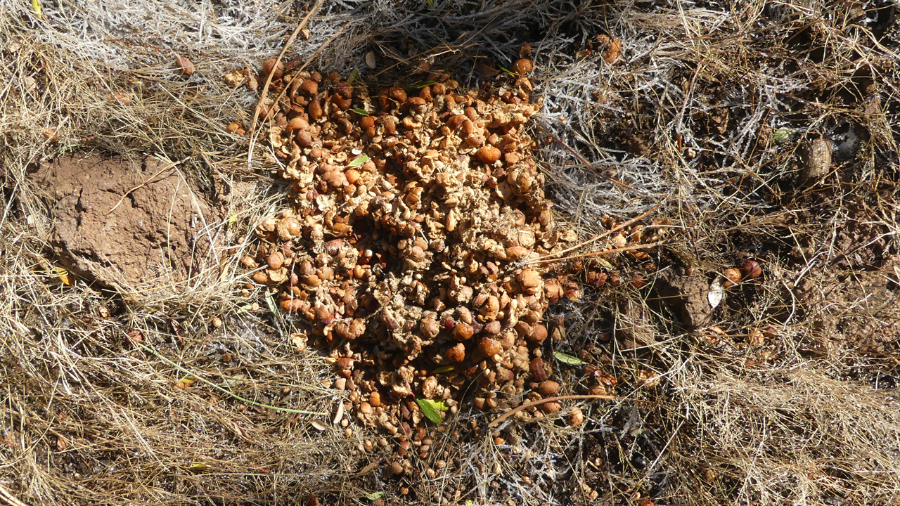 mountain of bear scat