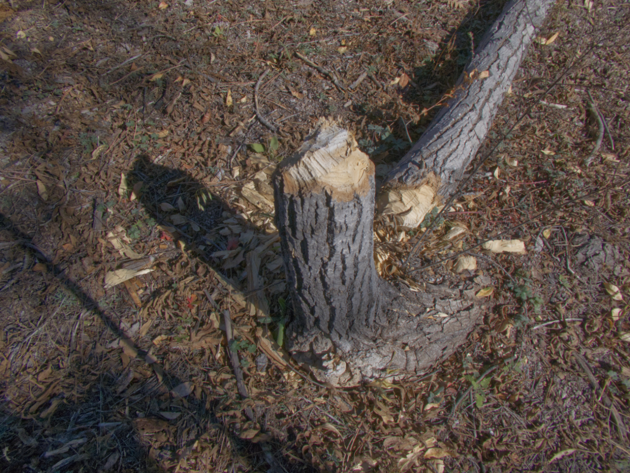 chewed up tree stump