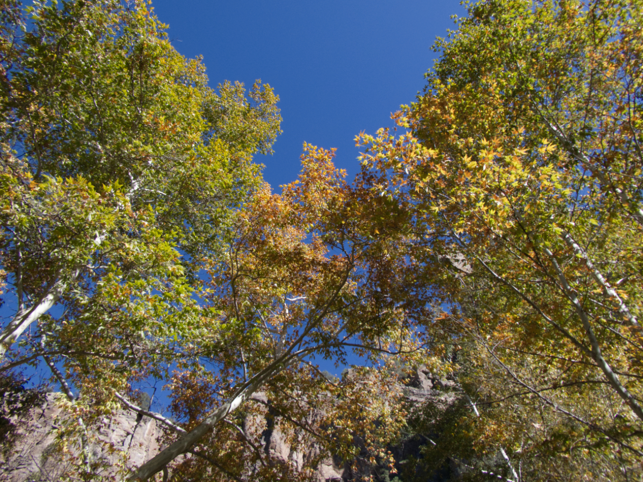 colorful leaves