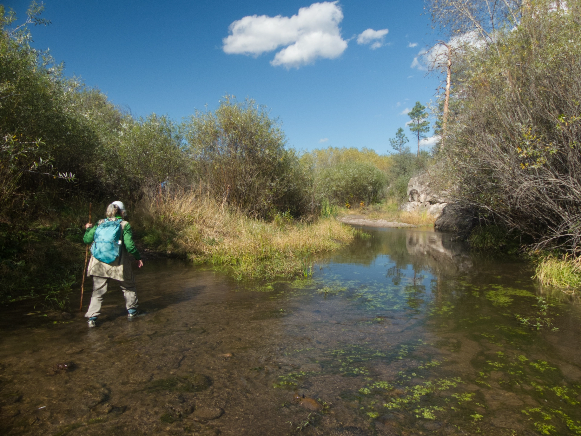Molly wading across the creek