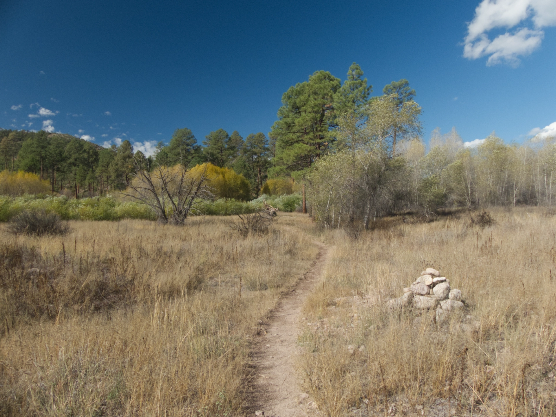 trail winding through tall grass
