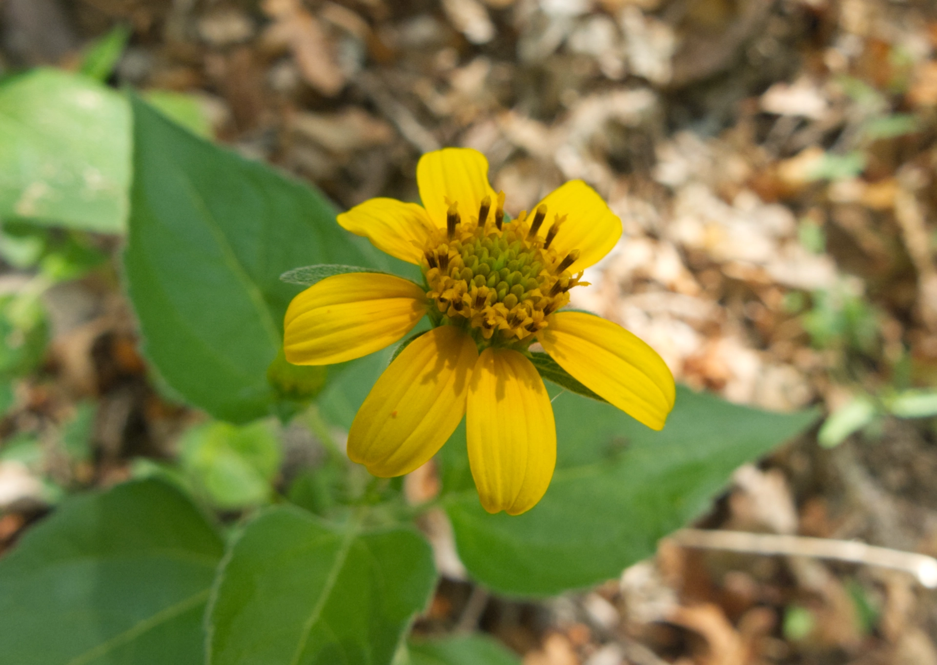 toothleaf goldeneye