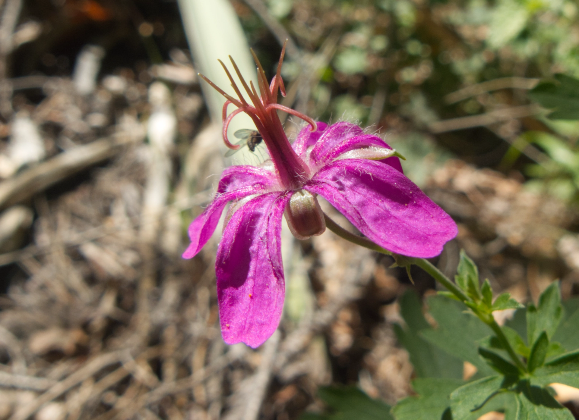 pinewoods geranium