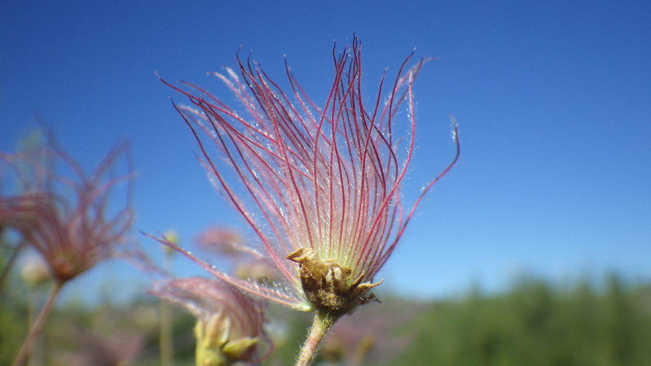 prairie smoke