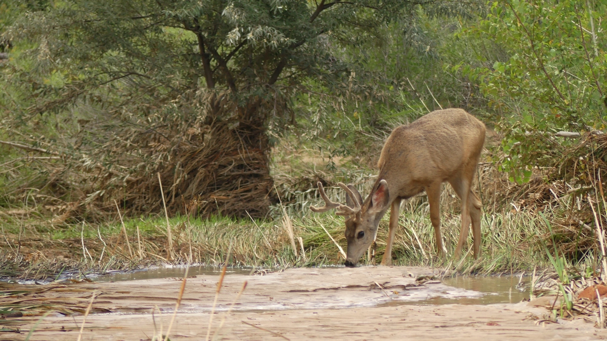 young buck