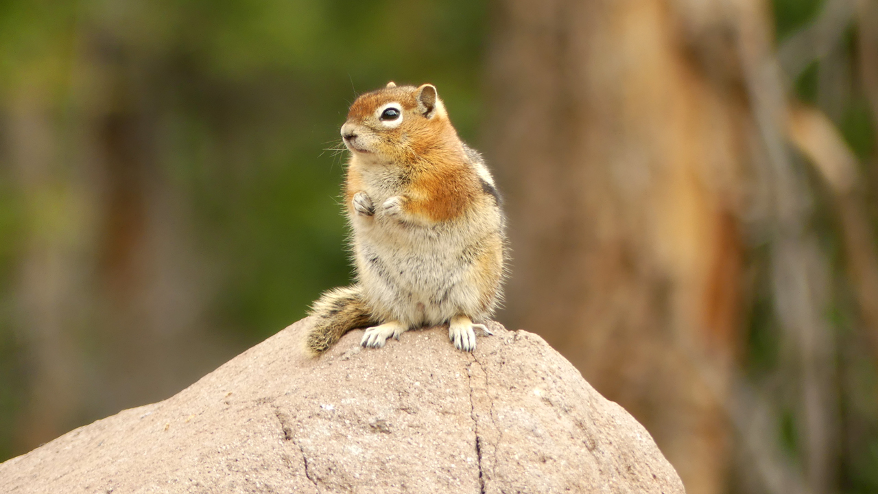 Golden-Mantled Ground Squirrel