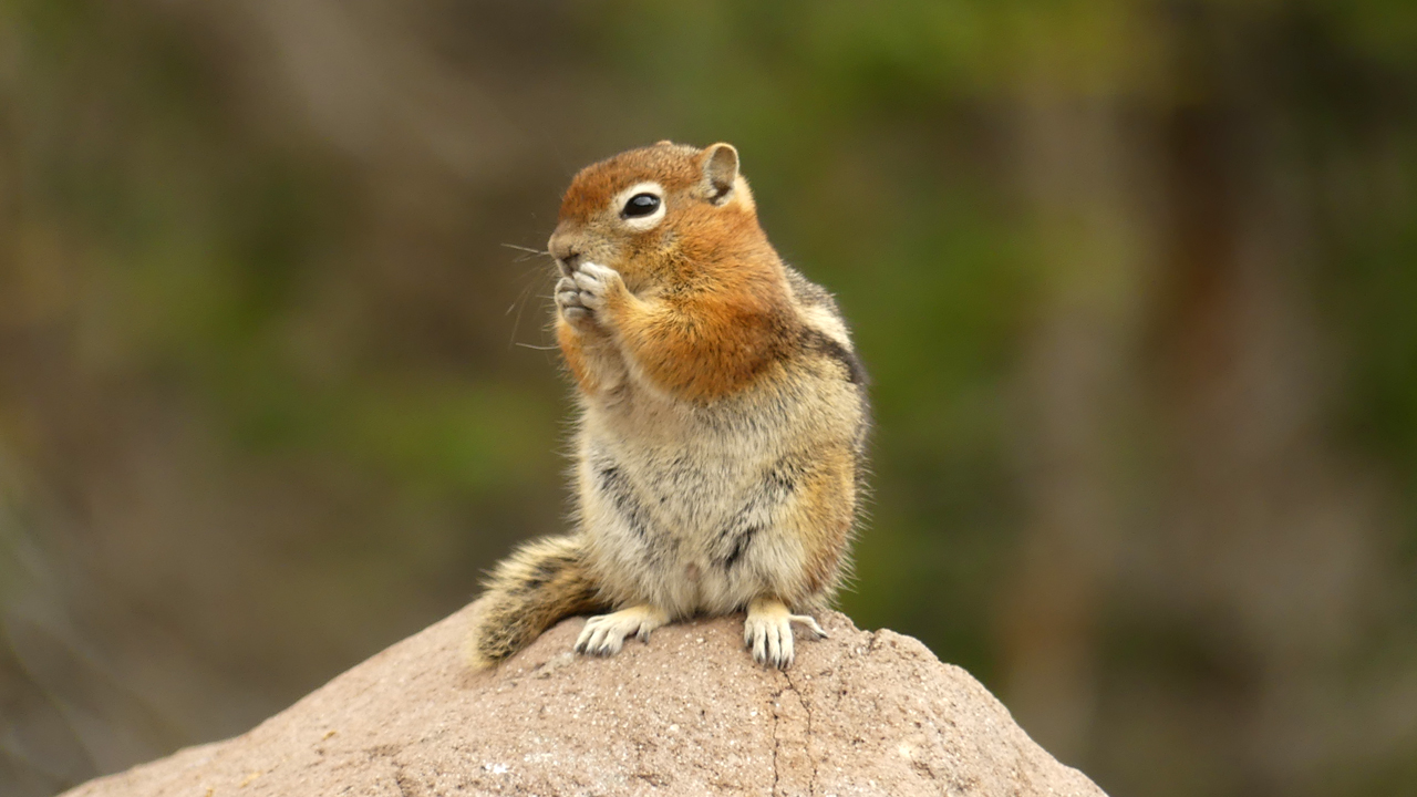 Golden-Mantled Ground Squirrel