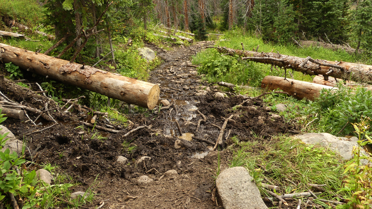 trail damaged by cows