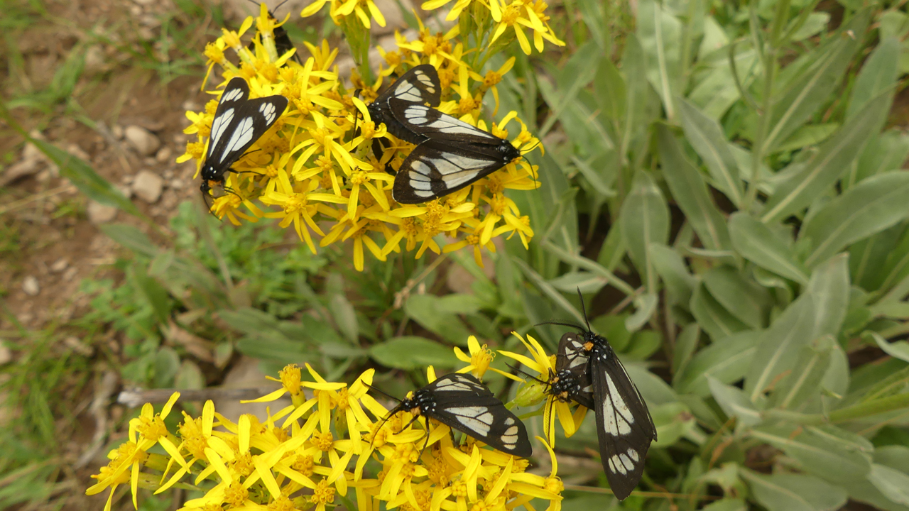 A Police Car Moth Mosh Pit