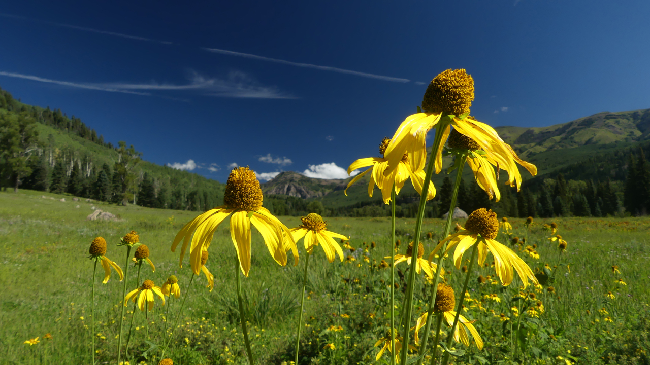 coneflowers