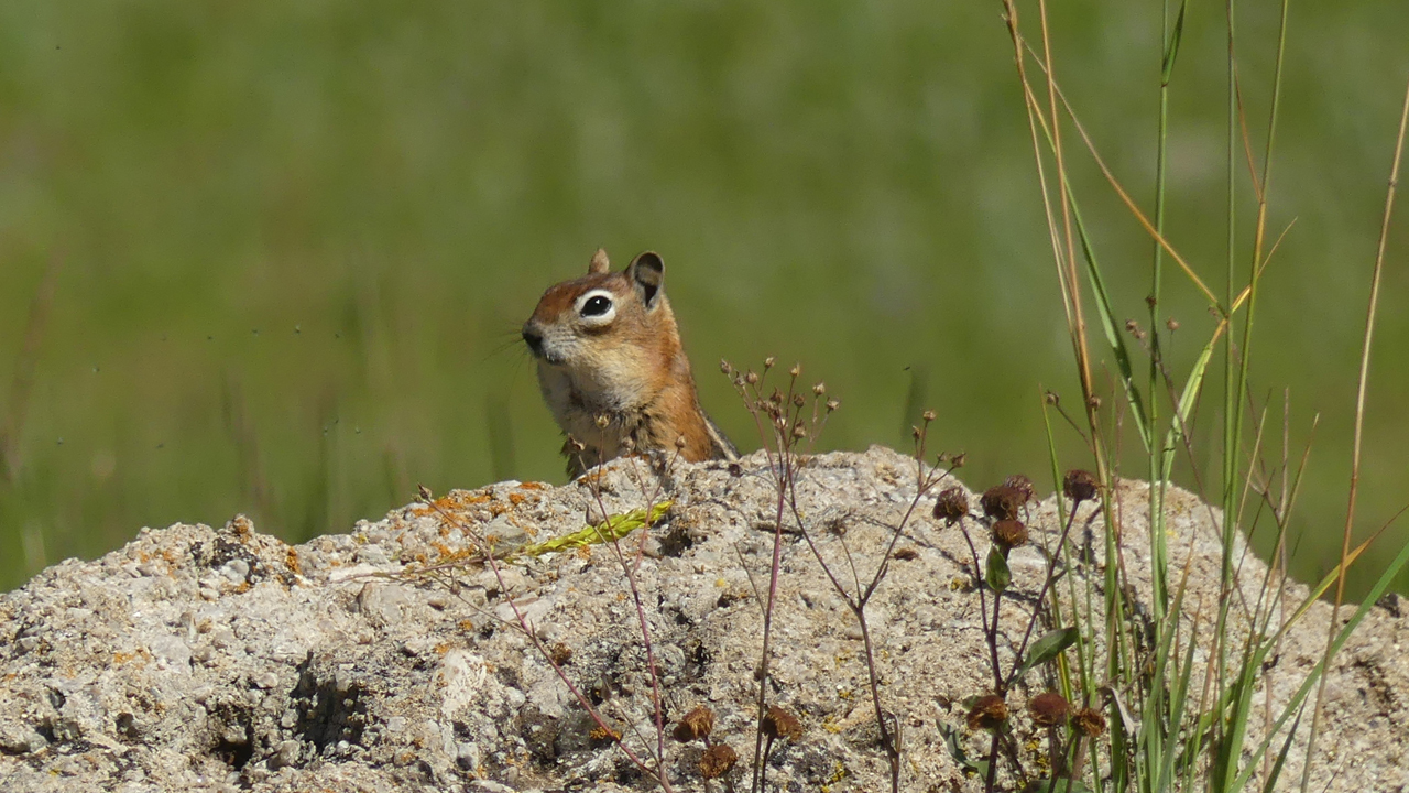 Golden-Mantled Ground Squirrel