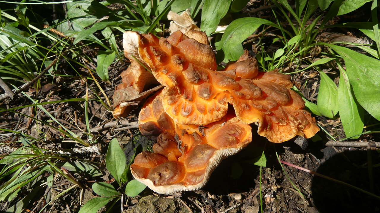strange mushroom