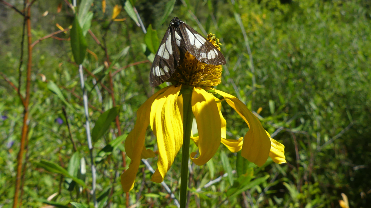 Police Car Month on a Coneflower