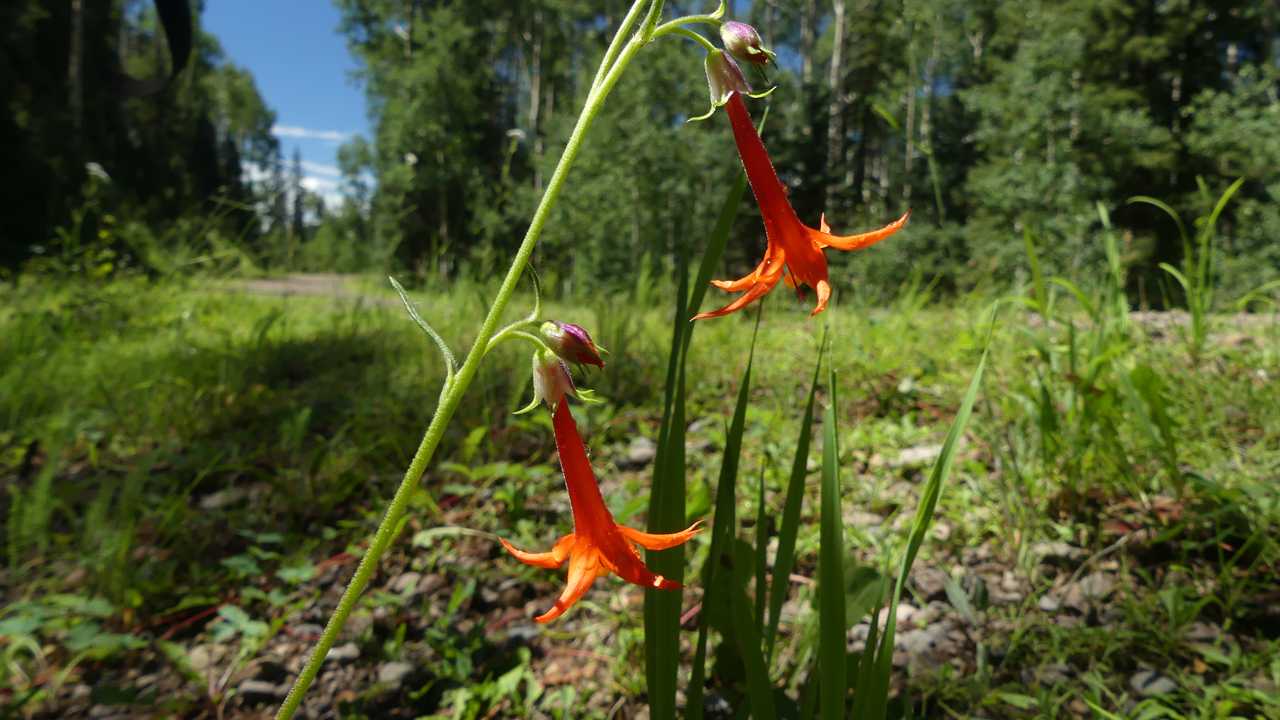 Scarlet Gilia