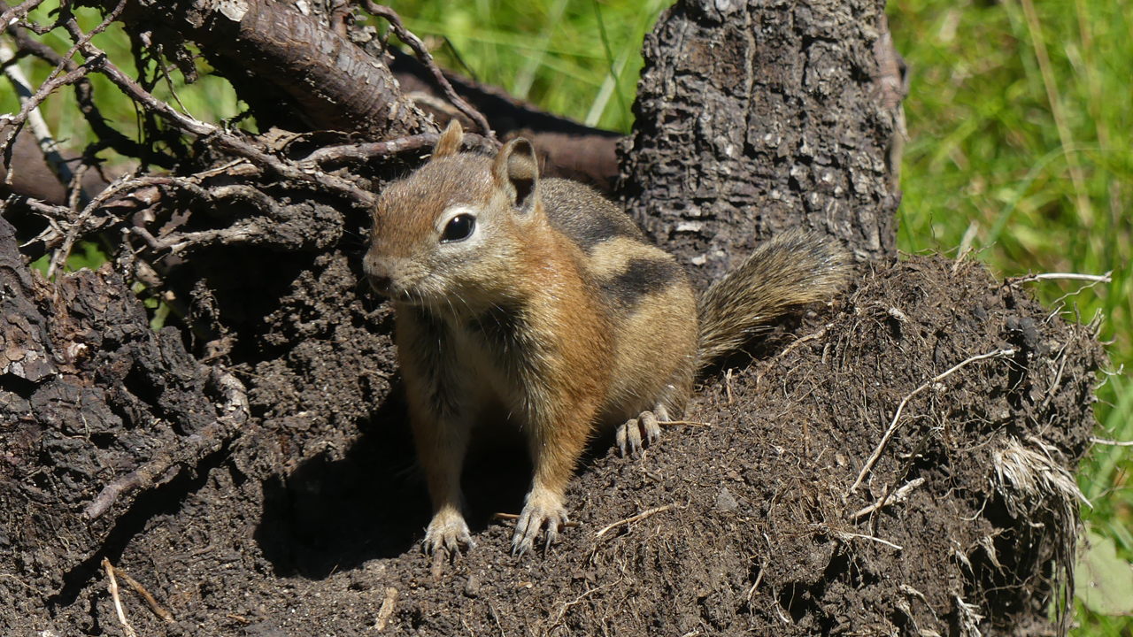 Golden-Mantled Ground Squirrel