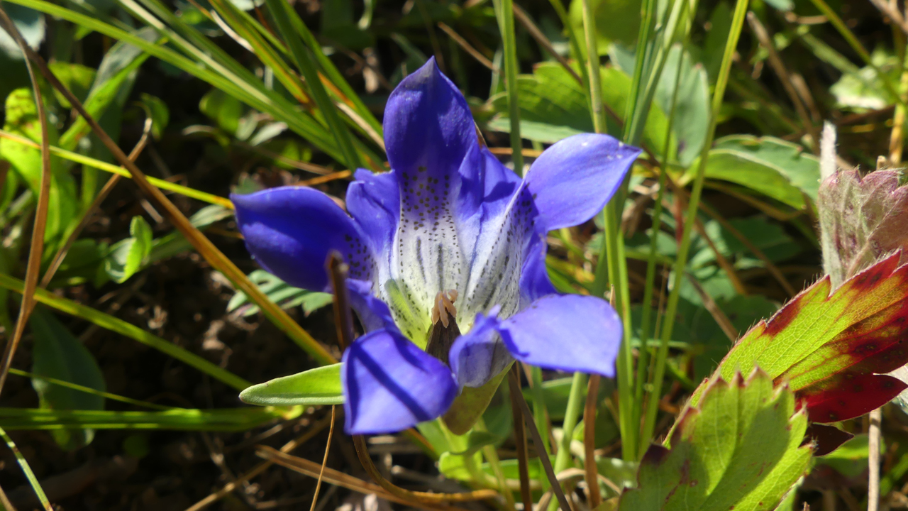 Parry's Gentian