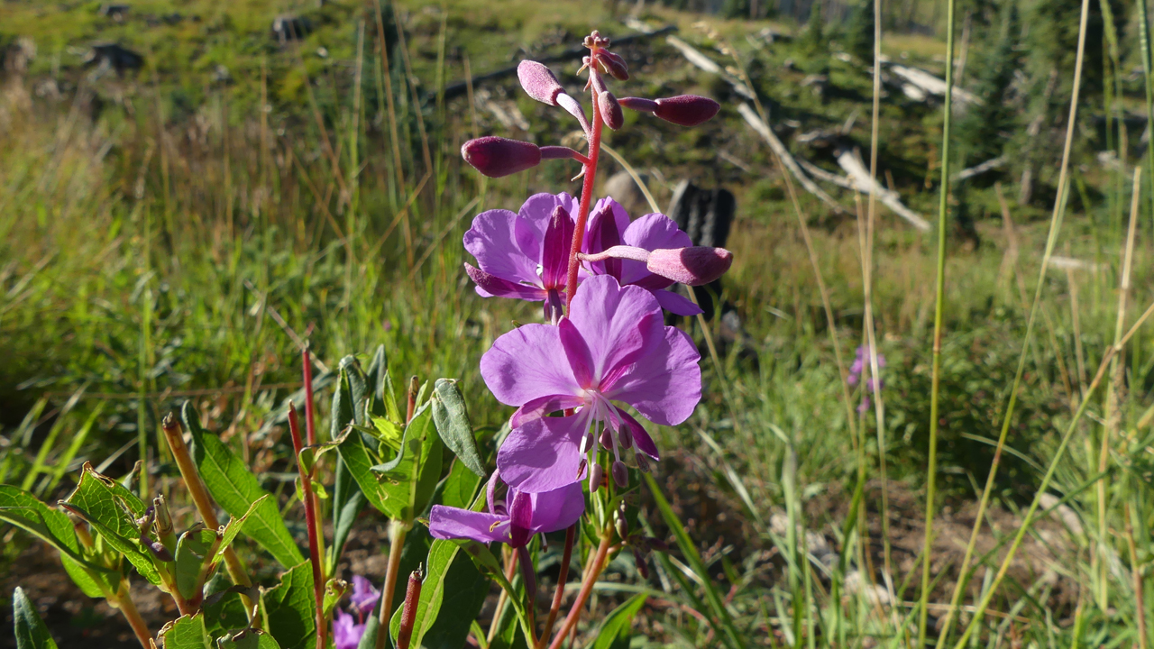 fireweed