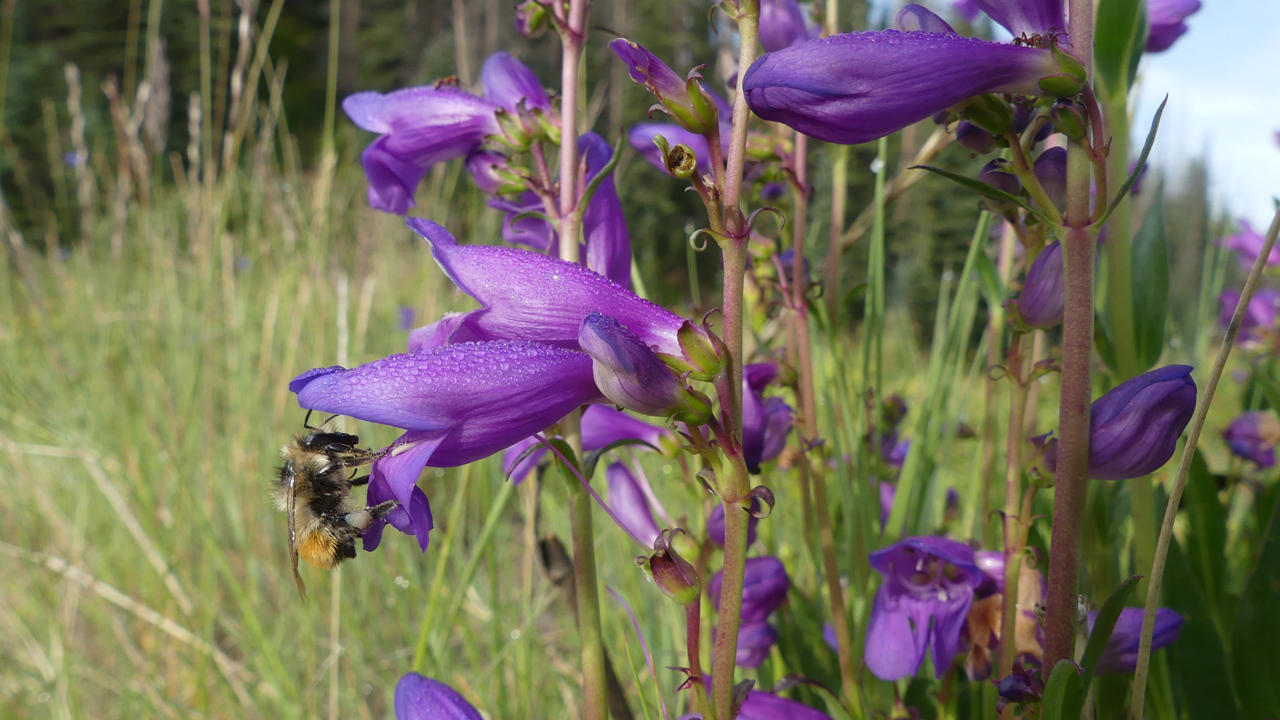 Bee and Rocky Mountain Penstemon