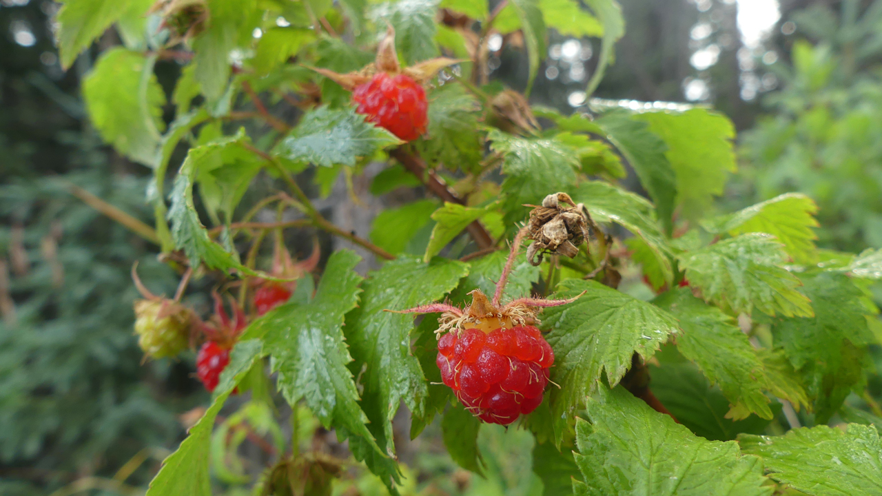 wild raspberries