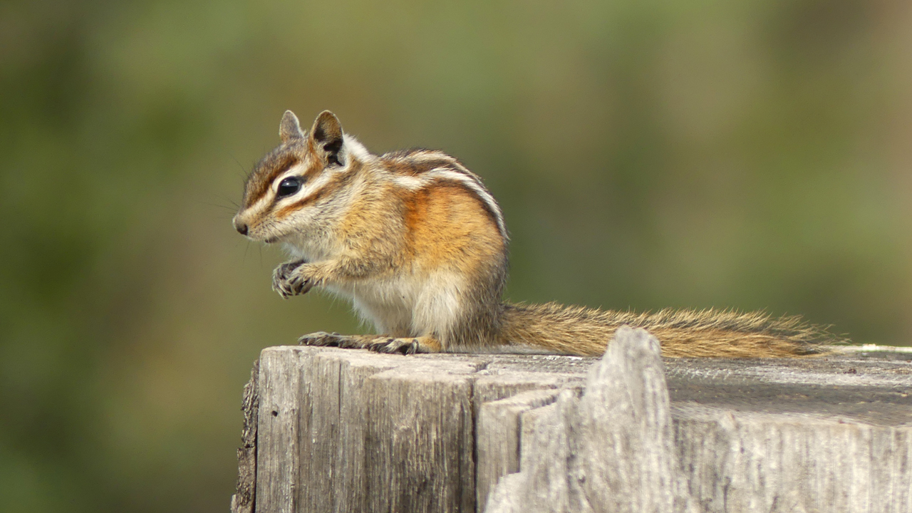 Colorado Chipmunk