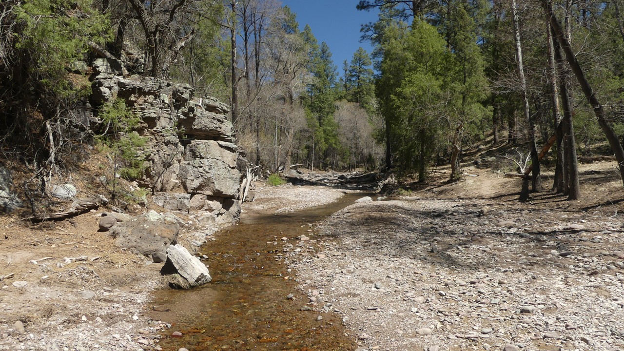 stream in the forest