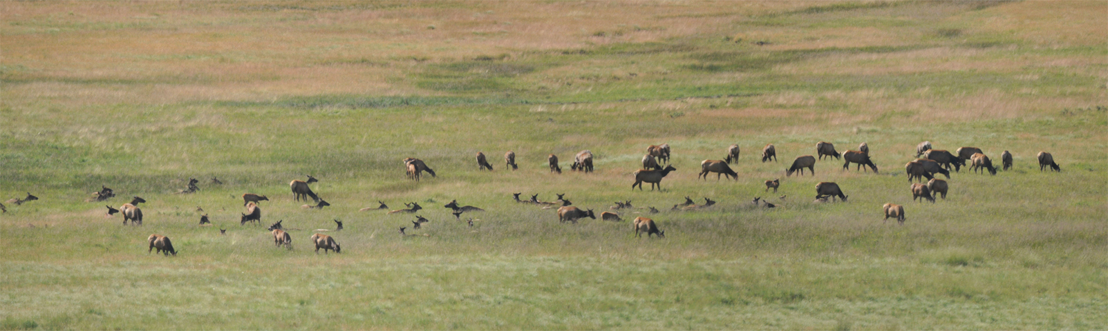 Elk Panorama