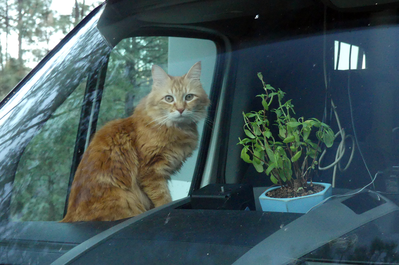 Cat and basil plant