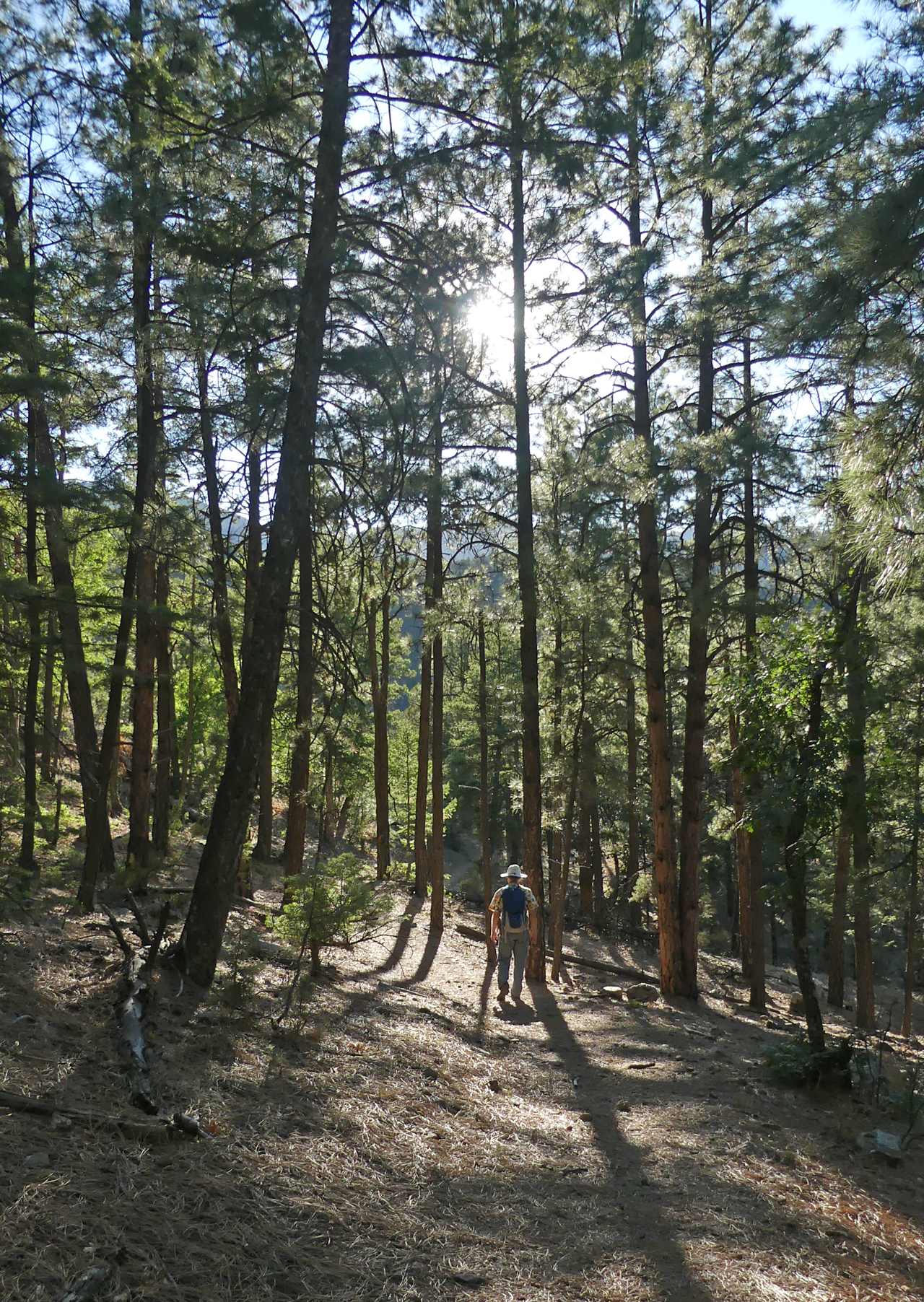 Mesa Trail