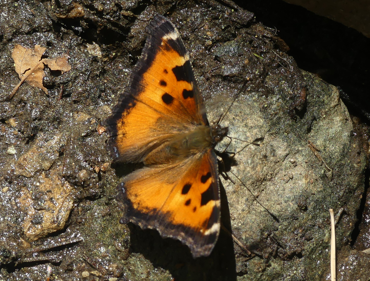 California Tortoiseshell