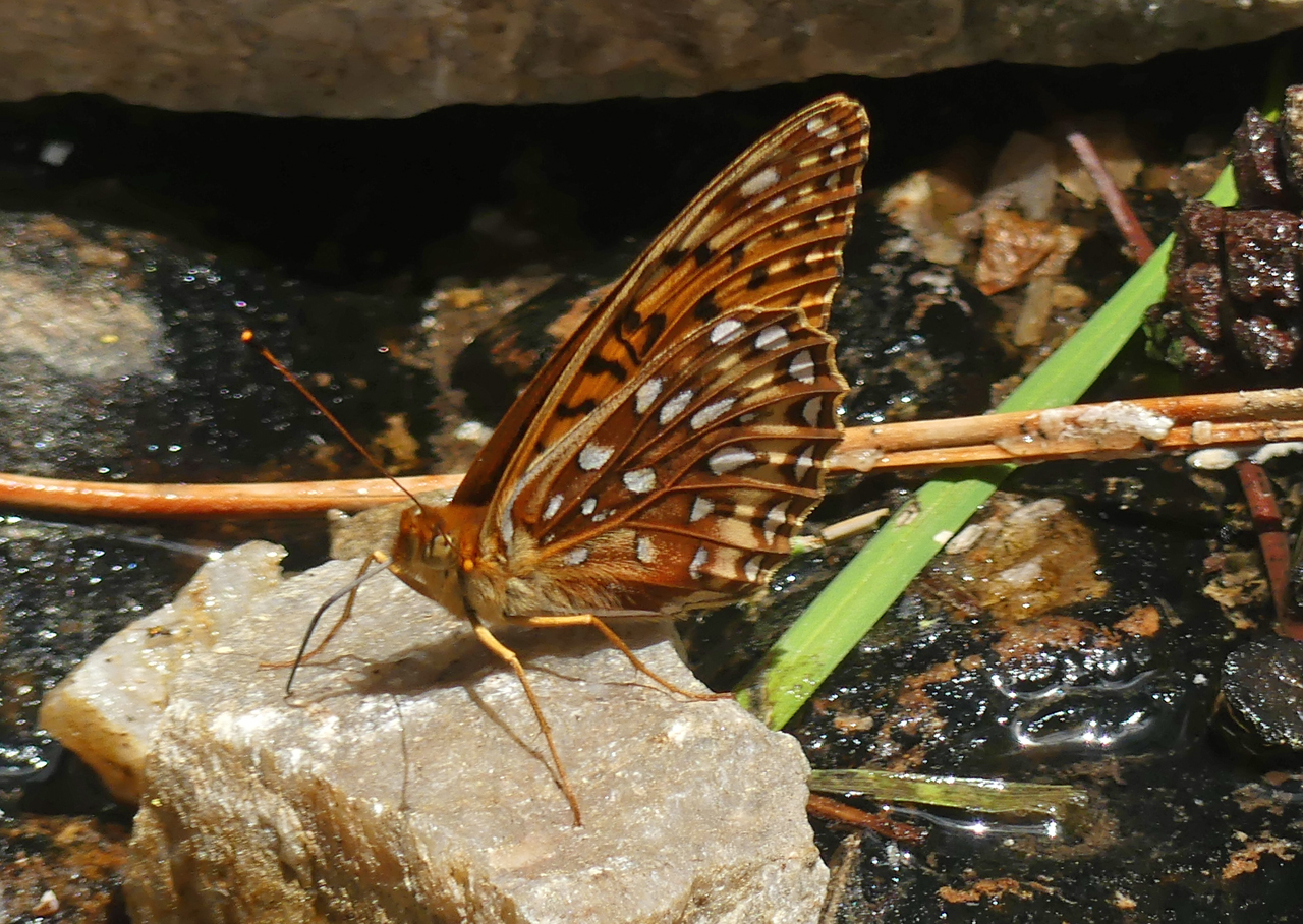 Northwestern Fritillary