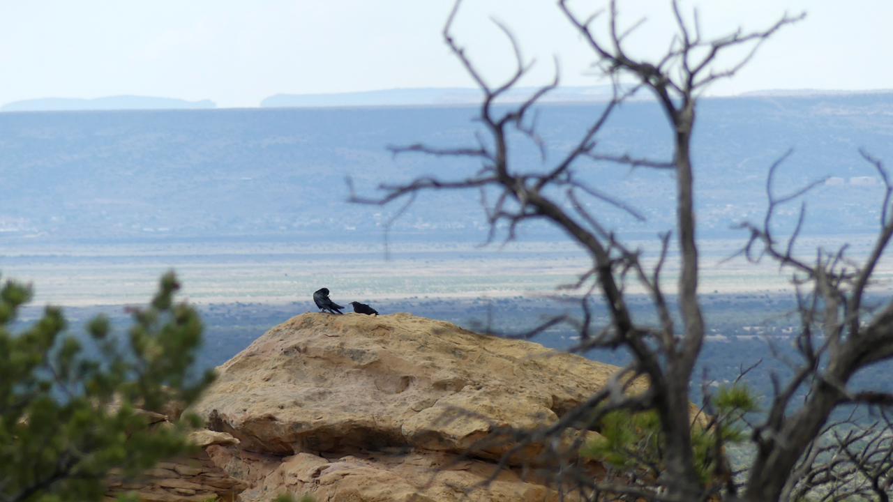 playful pair of ravens