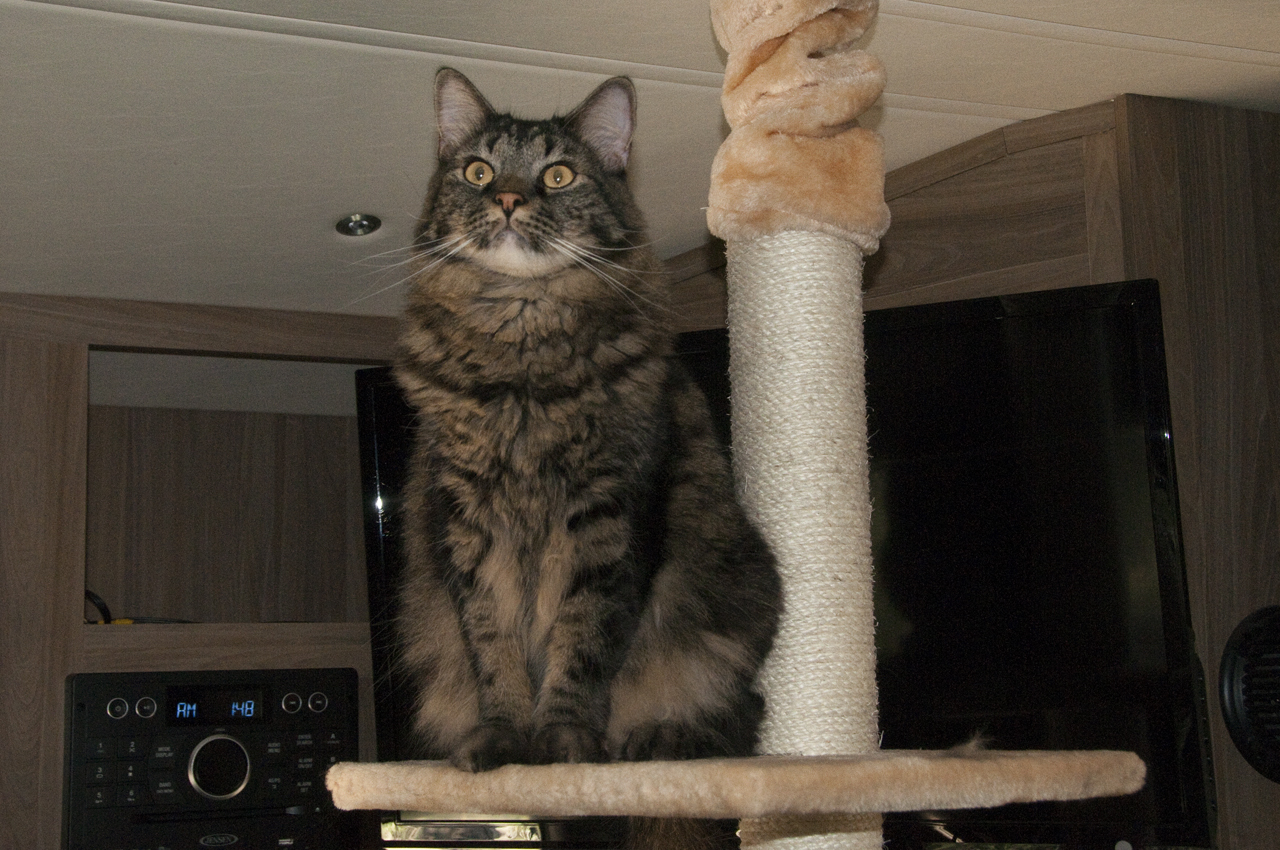 Elio on the cat tree