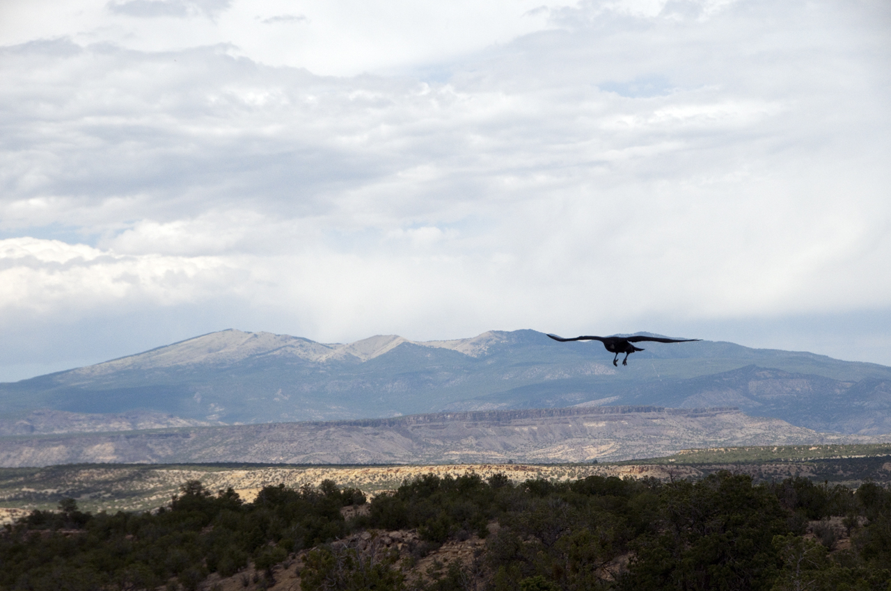 raven and Mount Taylor