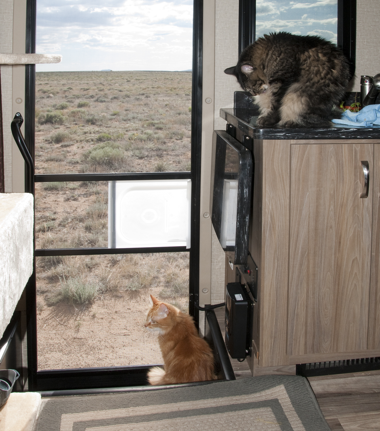 camping cats