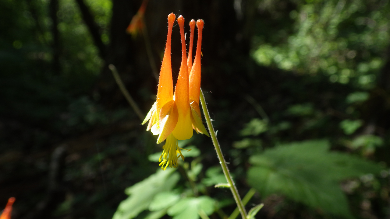 Red Columbine