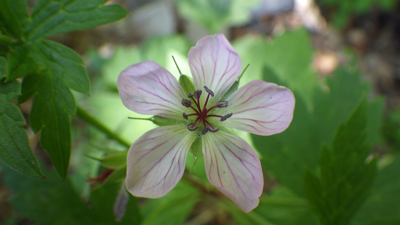 Richardson's Geranium